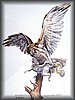 Coopers HawkWC.JPG